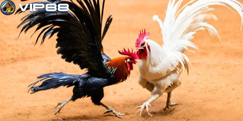 Mẹo chơi đá gà VIP88 hiệu quả