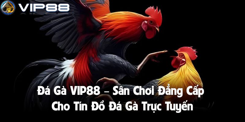 Đá Gà VIP88 – Sân Chơi Đẳng Cấp Cho Tín Đồ Đá Gà Trực Tuyến
