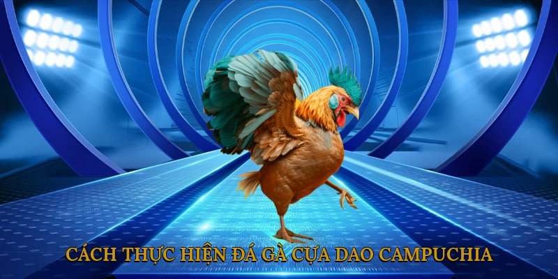 Cách thực hiện đá gà cựa dao Campuchia - Từ chuẩn bị đến thi đấu